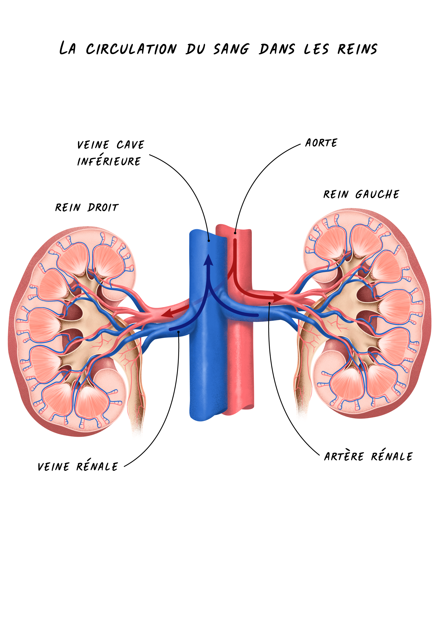 Anatomie Du Rein Anatomie Du Rein