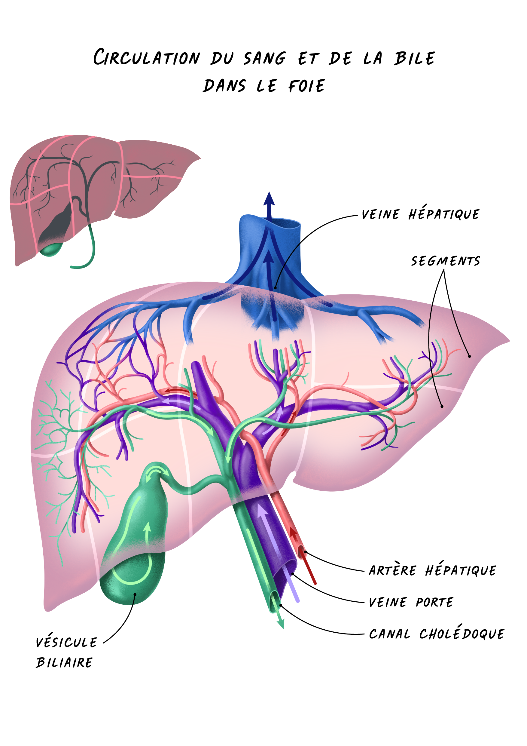Anatomie Du Foie
