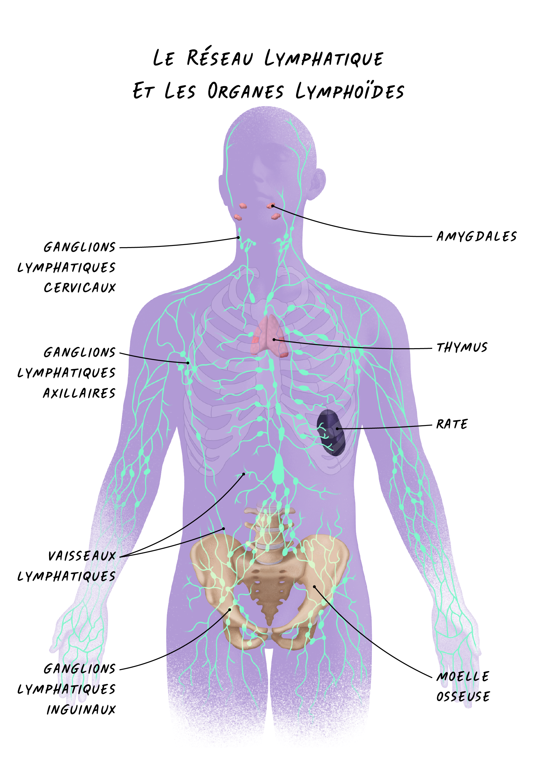 Schéma illustrant le réseau lymphatique avec le nom et l'emplacement des organes lymphoïdes - © Pierre Bourcier