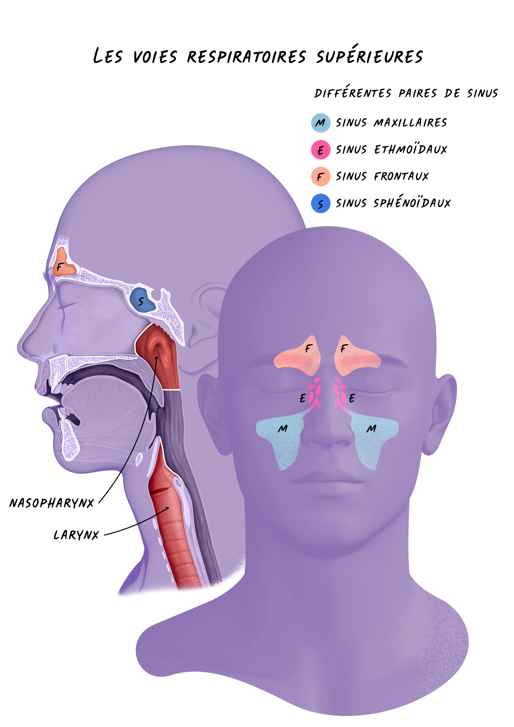 08b Cancers Sphère ORL - Les Voies Respiratoires Supérieures.png