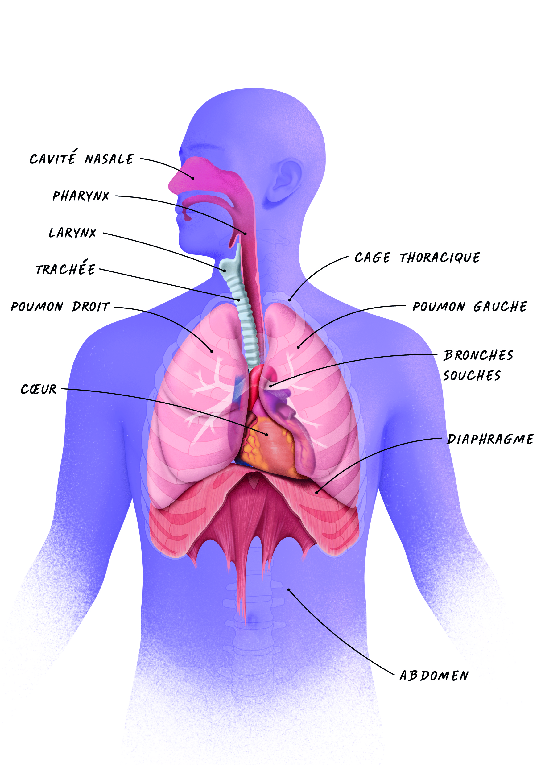 Illustration des poumons dans le corps humain