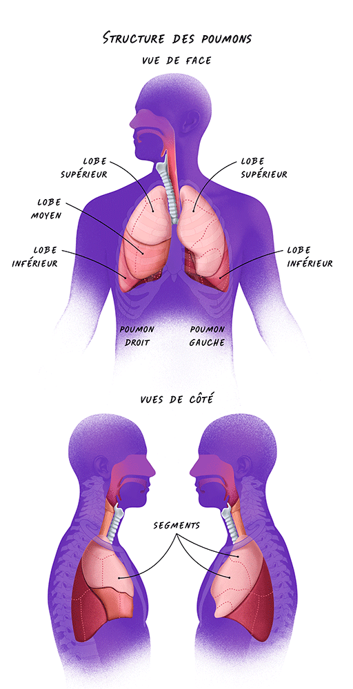 Illustrations de la structure des poumons